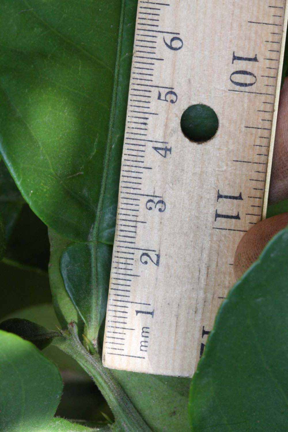            Unifoliolate leaf (Riverside, CA)   